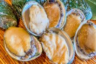 鮮度抜群の活鮑をプレゼント！！湘南・茅ヶ崎の海鮮BBQ食べ放題専門店“ちがさき倶楽部”が店舗改装記念として『活鮑プレゼントキャンペーン』を開催！