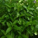 蓼藍(たであい) 蓼藍(たであい)