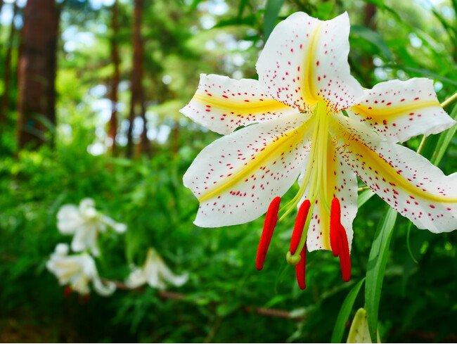 関東最大級の自生地「ヤマユリ」が7月に見頃を迎えます！ヒマワリやコリウスなど夏の花々も（国営武蔵丘陵森林公園）