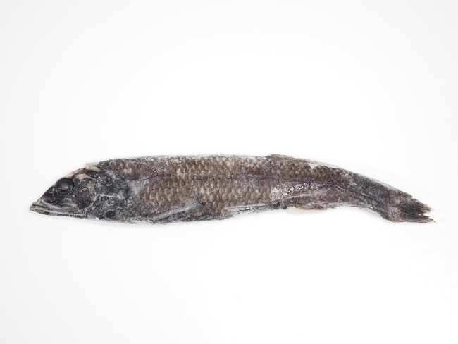 【上越市立水族博物館 うみがたり】「唯一無二」の標本展示！？大の里関 横綱昇進お祝い展示