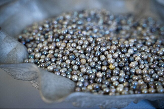 アート作品用のあこや真珠を美術・芸術系大学へ提供開始