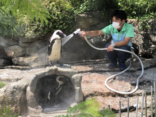 『サンシャイン水族館の熱中症対策2025』