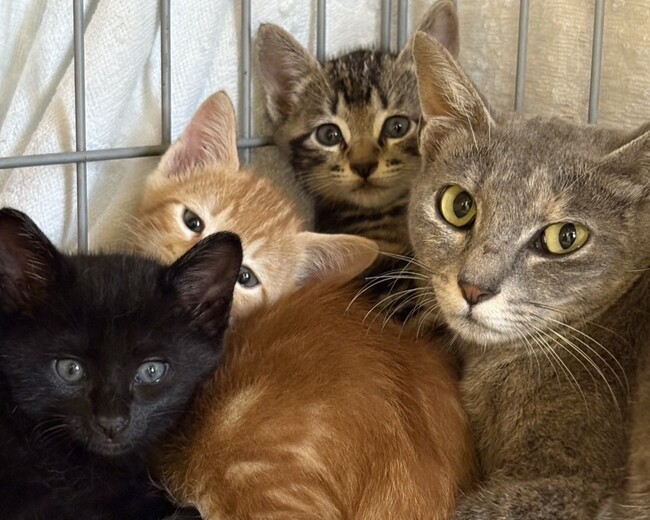 ピースニャンコが佐賀県で保護猫医療支援を開始「佐賀ニャンプロジェクト」