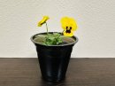 水耕花苗 水耕花苗