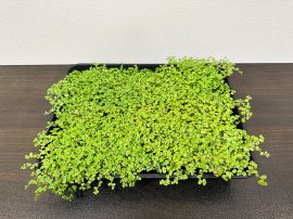 ベビーティアーズシート ベビーティアーズシート
