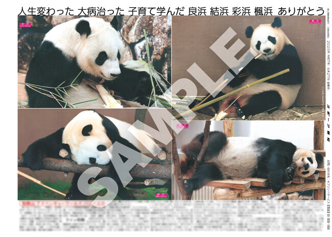 スポーツ報知コンビニプリントにパンダの紙面が登場