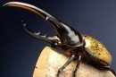 展示即売会1 ヘラクレスオオカブト 展示即売会1 ヘラクレスオオカブト