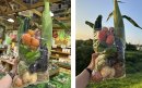野菜10種詰め放題1分チャレンジ(7/5,7/6)