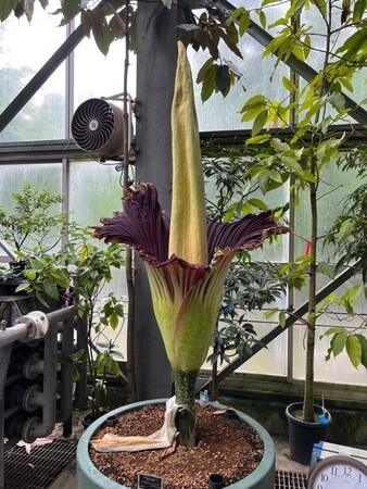 【国立科学博物館 筑波実験植物園】世界で最も大きな「花」のひとつショクダイオオコンニャクが開花します!