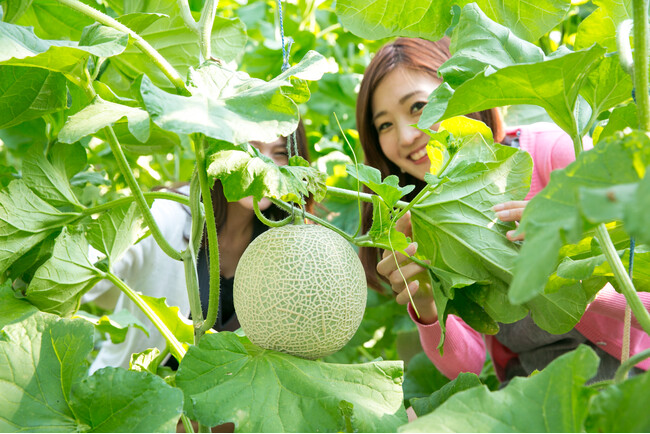 【休暇村伊良湖】渥美名産のメロンが堪能できる３大企画が7/1より続々登場・7/19より肉フェスもスタート！～地元産メロンの収穫体験・メロン食べ放題・メロンプレゼント～　甘くてジューシーな夏の思い出を。