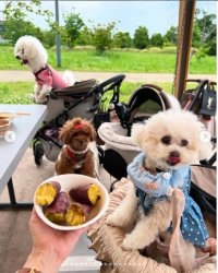 大阪の手ぶらBBQ「GoodBBQ」で第一期アンバサダー19名が就任決定　～子連れ客も犬連れ客も楽しめる夏の公園バーベキュー！5つの改善を実施～