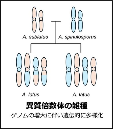 国内アスペルギルス症の原因菌種に新知見～病原菌の祖先についても解明～