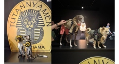 ペットと一緒に鑑賞できる、ツタン“ニャー”メン&ツタン“ワン”メンデーふたたび！7/21(月•祝)開催