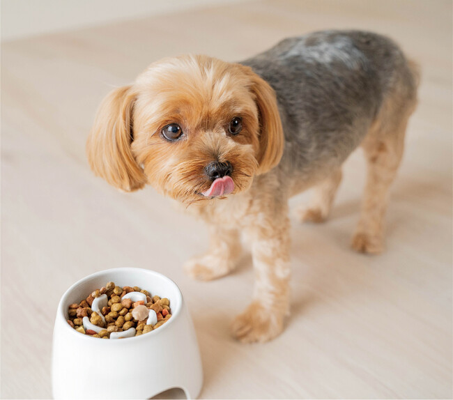 自然な体勢でゆっくり食べられる!愛犬の健康をサポートする凹凸食器。