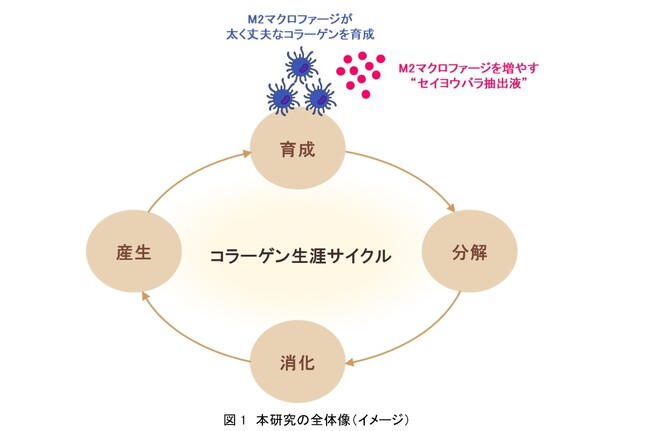 資生堂、M2マクロファージが太く丈夫なコラーゲンを「育成」することを発見　～セイヨウバラ抽出液がM2マクロファージの分化を促進～