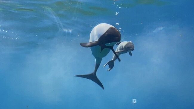 【仙台うみの杜水族館】親子が寄り添って、元気に遊泳中『イロワケイルカの赤ちゃん誕生!!』【２０２５年６月２２日（日）誕生！】