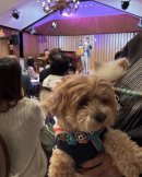 音楽を楽しむわんこ 音楽を楽しむわんこ