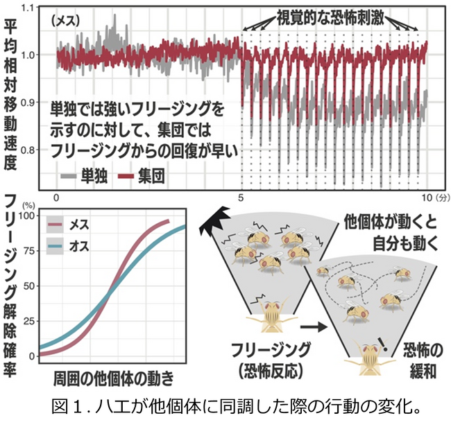 「多様性と同調」が集団をより強くする　ハエの行動から探る「群れの力」の遺伝基盤