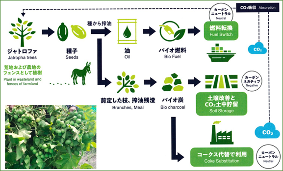 栗林商船、非可食作物ジャトロファ由来のバイオ燃料サプライチェーンに関する事業化調査に共同参画