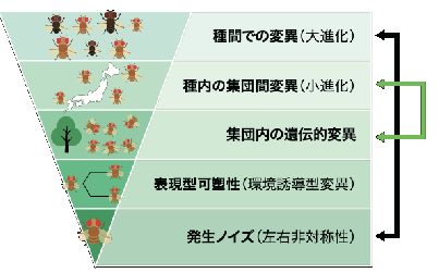 「左右性のゆらぎ」が数千万年の進化を語る～小進化と大進化をつなぐ新たな理論～