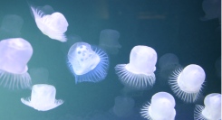 【大阪市限定・先着5施設】癒しの人工クラゲ水槽を待合室に。病院・クリニック・薬局向け「無料導入相談」を開始｜想芸館