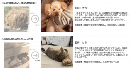 幸せになった保護犬猫たちの「見違える変化」を紹介する
『保護犬猫Before/Afterパネル』を、寄付企業に提供を開始！