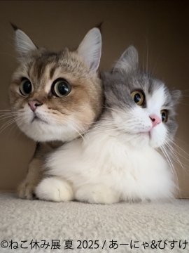 ねこ休み展 展示作品：あーにゃ＆びすけ