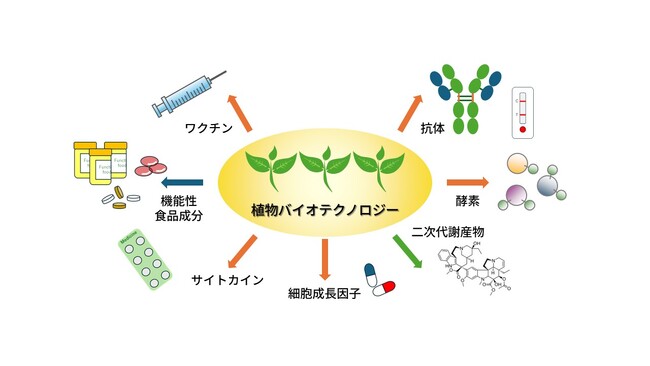 植物を用いた有用タンパク質生産のための研究開発拠点を設置しました