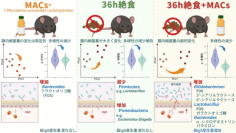 絶食と腸内細菌利用糖の併用により腸内環境を短時間で再構築 ―特定腸内菌を選択的に増殖させる精密な食事介入戦略―（北里大学）