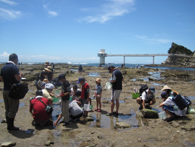 親子で海の自然を体験! 「勝浦の海を楽しく学ぼう 磯あそび」開催