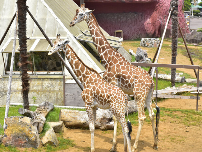 伊豆シャボテン動物公園のサバンナエリアに、2頭目のアミメキリン「ユメ」が仲間入り