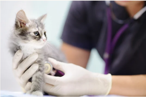 ペッツファースト 当社における獣医師・動物看護師の役割について