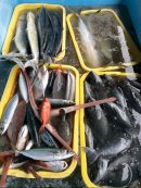 水揚げされた内、流通になりにくい魚。 水揚げされた内、流通になりにくい魚。