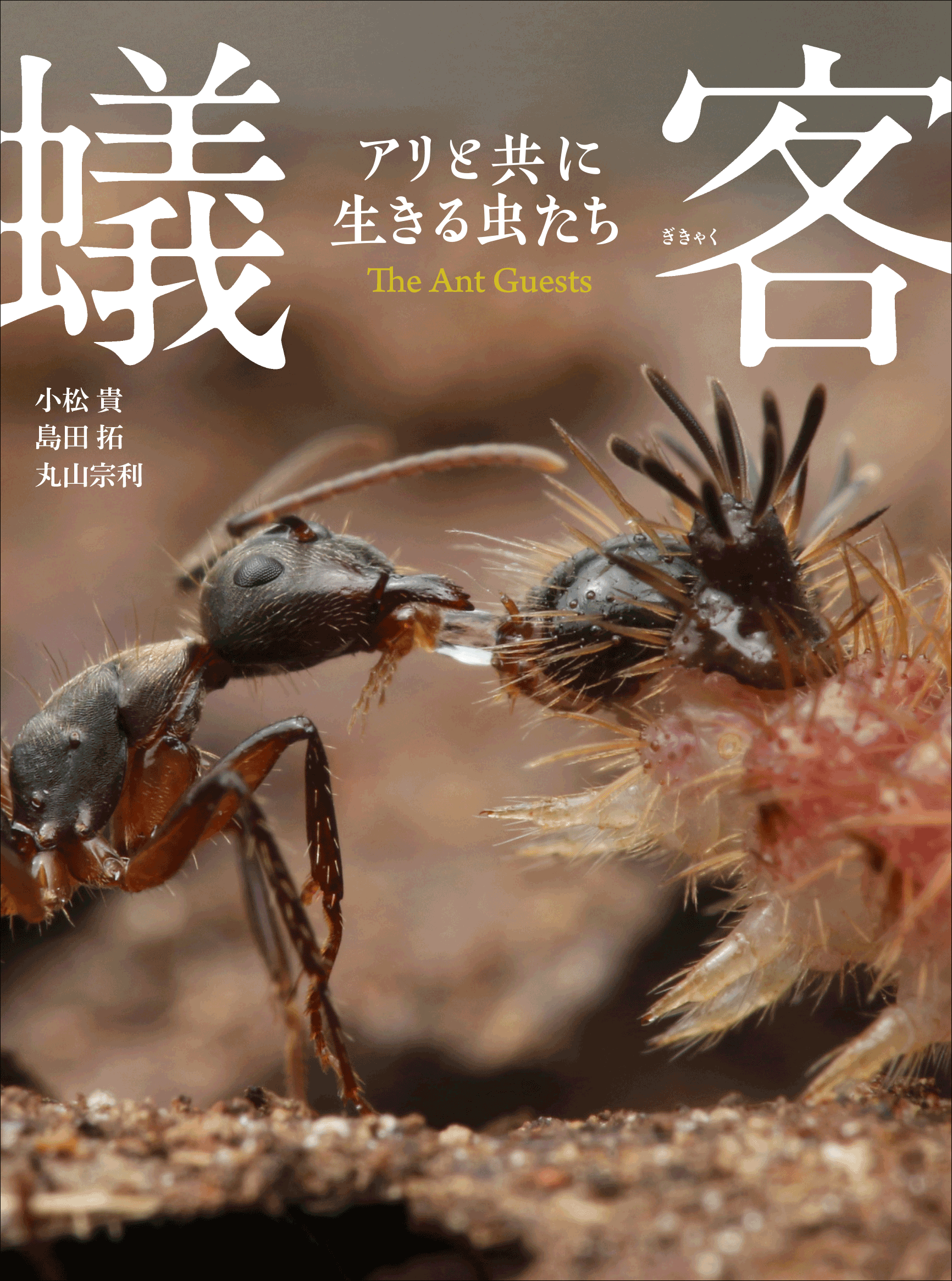 新種・新発見・決定的瞬間多数！　世界で類を見ない昆虫写真集『蟻客 アリと共に生きる虫たち』2025年7月14日（月）予約開始