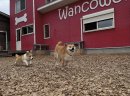 走る柴犬と子犬