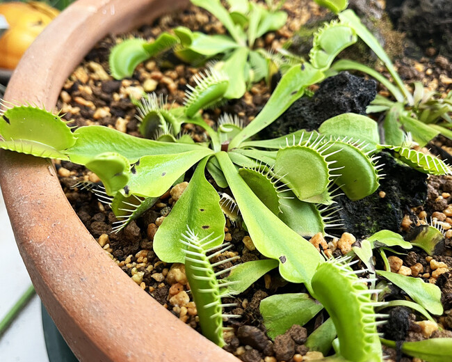 伊豆シャボテン動物公園で、夏休みの特別展示「びっくり！食虫植物展」を開催