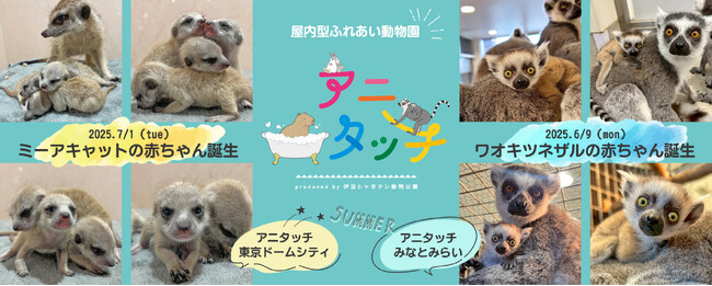 屋内型ふれあい動物園「アニタッチ」でミーアキャットとワオキツネザルの赤ちゃんが誕生！