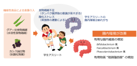 学生アスリートの腸内環境が機能性食品で改善　－