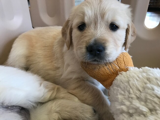 【緊急募集!】子犬を育てるボランティア!日本介助犬協会が募集開始
