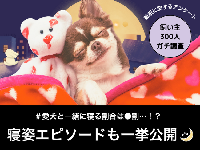 【飼い主300人に調査】愛犬と一緒に寝る割合は約8割！あなたの愛犬も当てはまる？共感必至の“寝姿あるある”とは