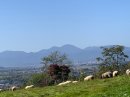 赤平めん羊牧場景観 赤平めん羊牧場景観
