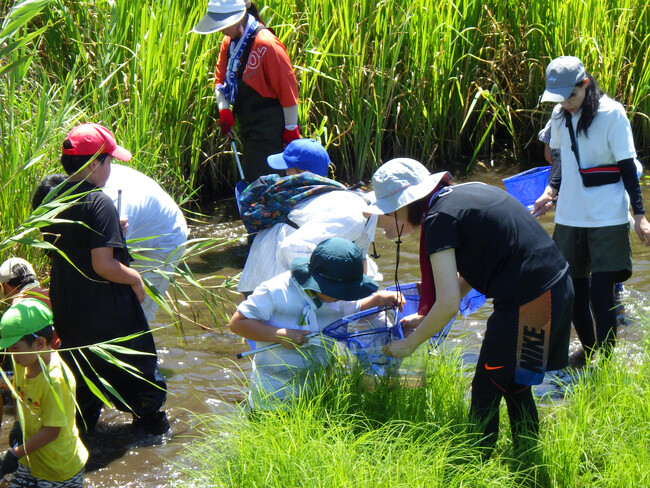 夏休み涸沼で生き物観察 ラムサール湿地で感じる生物多様性 7月26日(土)〔茨城 栃木〕