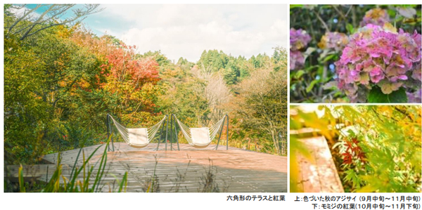 ROKKO森の音ミュージアム SIKIガーデンAutumn Season 紅葉の見頃は10月中旬～11月中旬 2025年8月23日（土）～11月30日（日）