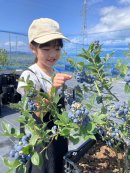 魚沼市 マリーズファームのブルーベリー狩り(3) 魚沼市 マリーズファームのブルーベリー狩り(3)