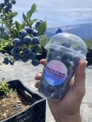 魚沼市 マリーズファームのブルーベリー狩り(2) 魚沼市 マリーズファームのブルーベリー狩り(2)