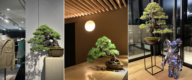 和の演出で差別化を図る、展示会向け高級盆栽レンタルサービス「BONSAI LUXE 展示会パッケージプラン」提供開始