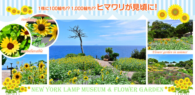 1株に100輪も!? 1,000輪も!? 人気のヒマワリ「サンフィニティ」と「サンビリーバブル」が見頃に！