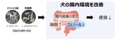 ビフィズス菌G9-1と乳酸菌KS-13が犬の腸内環境を改善することを確認