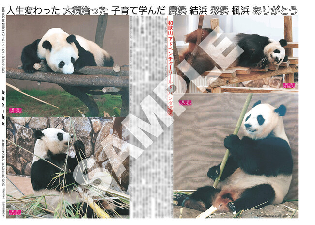 パンダの未公開カット紙面が登場【スポーツ報知コンビニプリント】