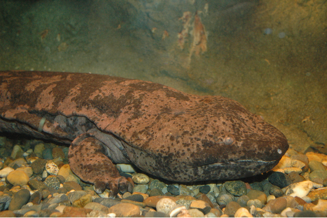 サンシャイン水族館 いきものディスカバリー通信vol.26「厄介者の外来種が絶滅種復活のための救世主になるかも!?絶滅したと考えられていた“スライゴオオサンショウウオ”について徹底解説 」